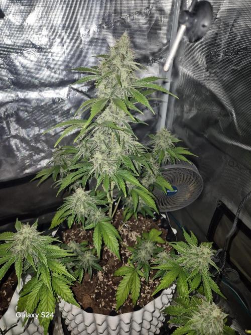 Fast4buds - Mephisto. Week 9 - Bear knuckle