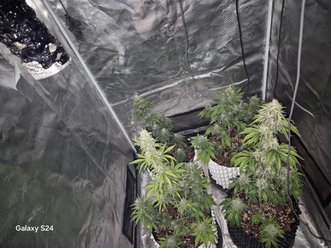 Fast4buds - Mephisto. Week 9 - 4