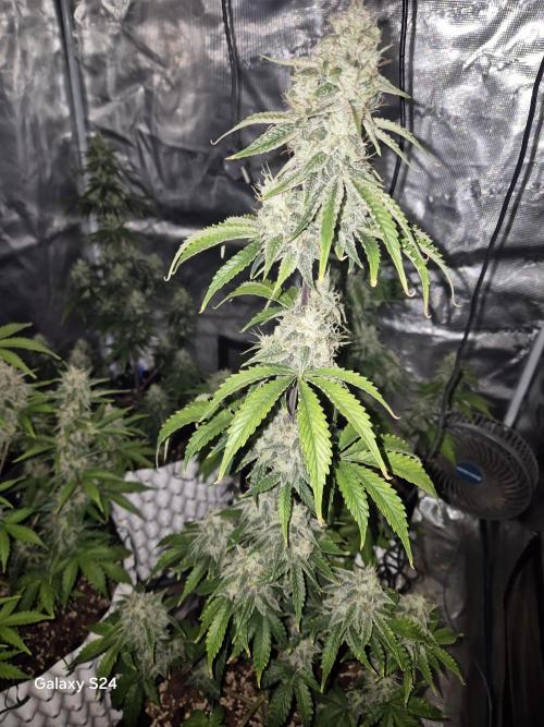 Fast4buds - Mephisto. Week 9 - Mango smile 