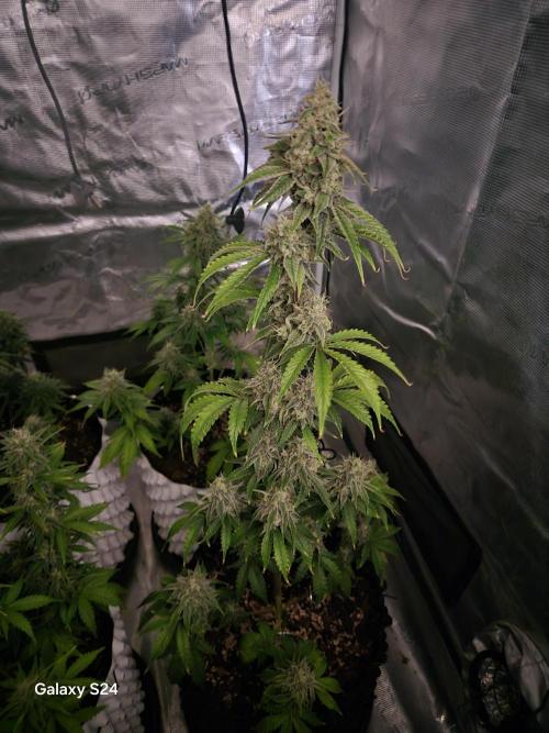 Fast4buds - Mephisto. Week 9 - Mango smile 