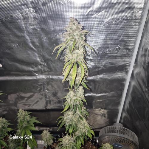 Fast4buds - Mephisto. Week 10 - Mango smile
