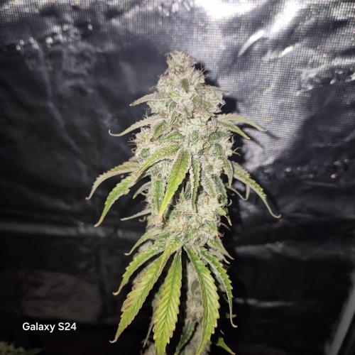 Fast4buds - Mephisto. Week 10 - Mango smile
