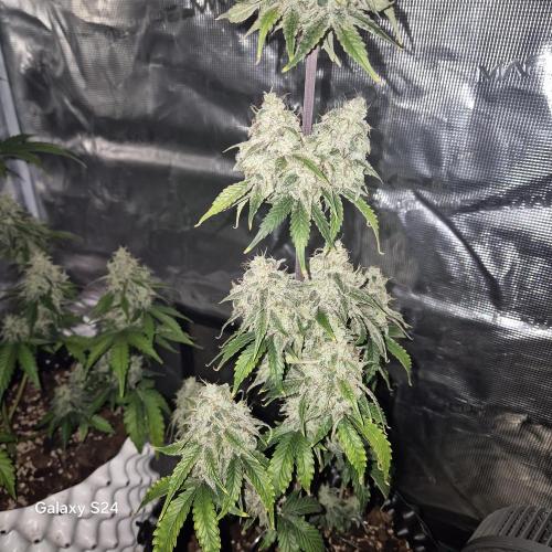 Fast4buds - Mephisto. Week 10 - Mango smile