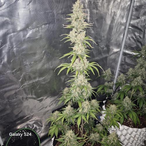 Fast4buds - Mephisto. Week 10 - Sour jelousy