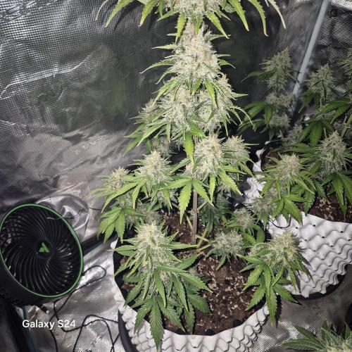 Fast4buds - Mephisto. Week 10 - Sour jelousy