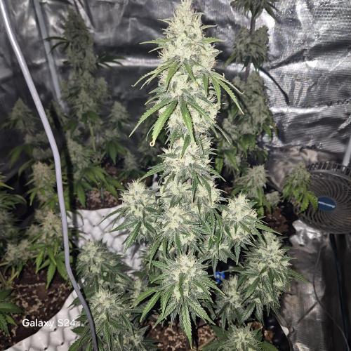 Fast4buds - Mephisto. Week 10 - Sour jelousy 