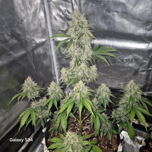 Fast4buds - Mephisto. Week 10 - Bear knuckle