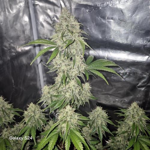 Fast4buds - Mephisto. Week 10 - Bear knuckle