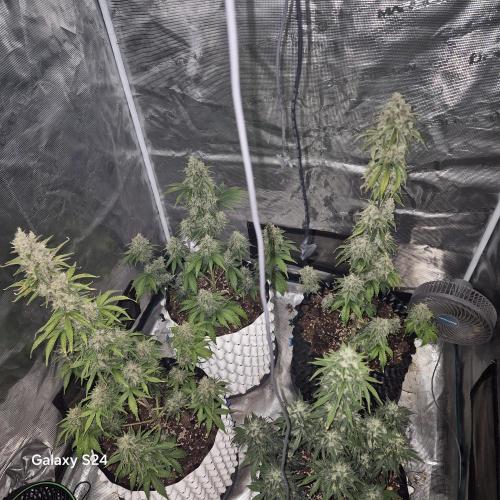 Fast4buds - Mephisto. Week 10 - 4