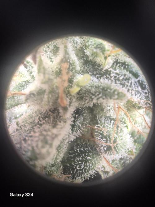 Fast4buds - Mephisto. Week 10 - Mango smile Trycoms mostly Cloudy 
