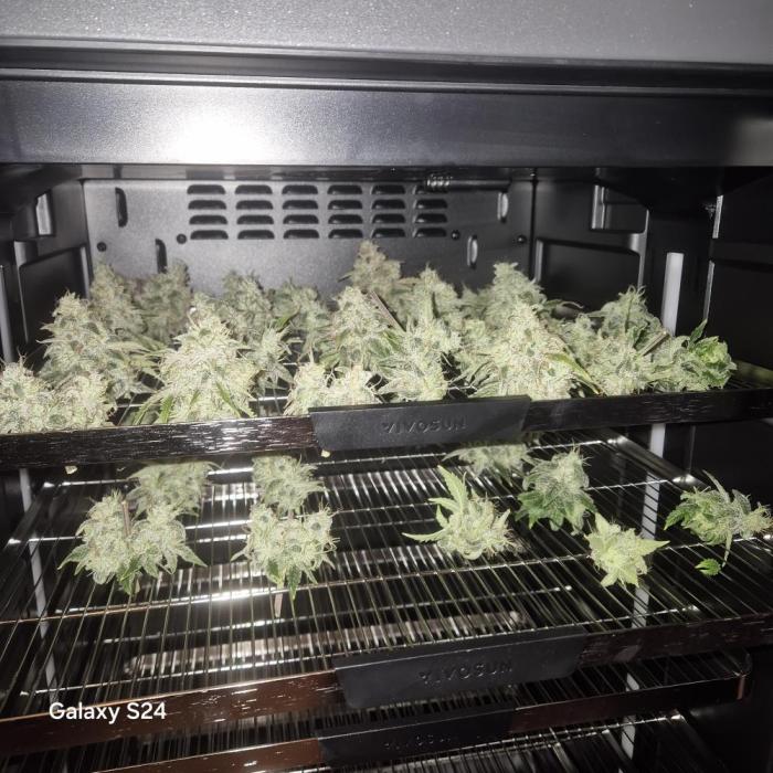 Fast4buds - Mephisto. Week 11 - Mango Smile 