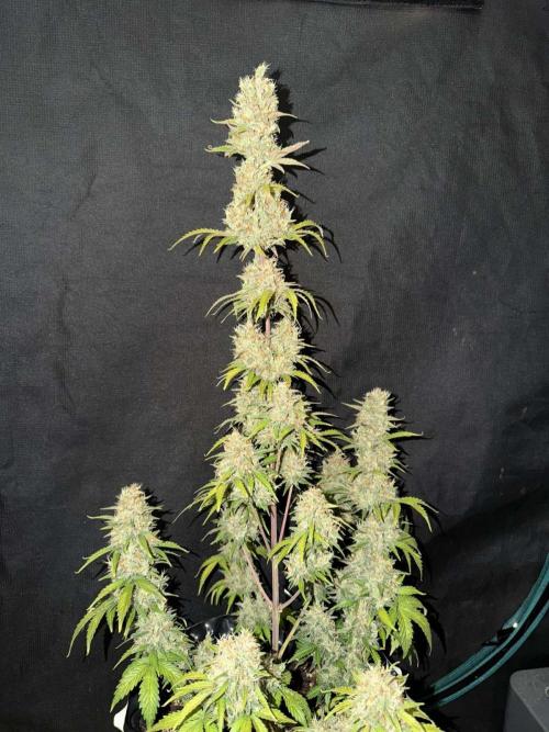 Fast4buds - Mephisto. Week 11 - Sour jelousy