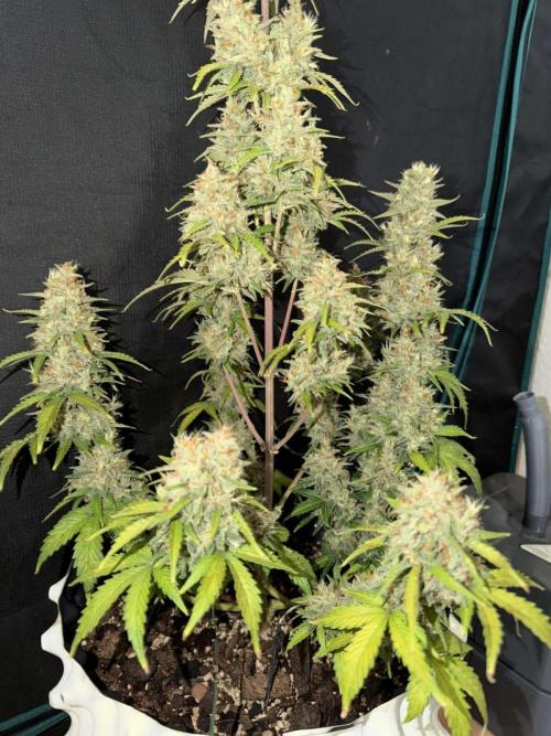Fast4buds - Mephisto. Week 11 - Sour jelousy 