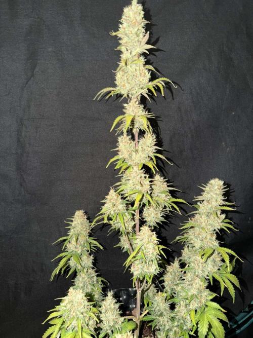 Fast4buds - Mephisto. Week 11 - Sour jelousy