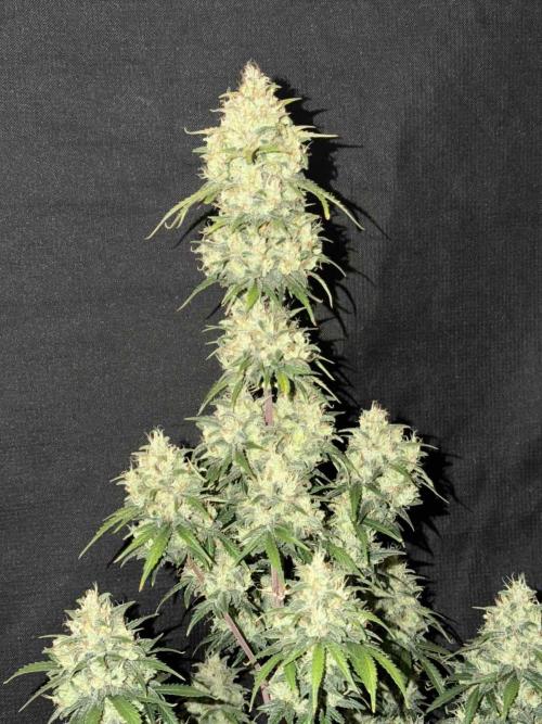 Fast4buds - Mephisto. Week 11 - Sour jelousy