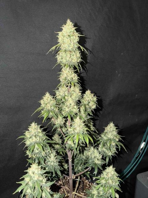 Fast4buds - Mephisto. Week 11 - Seour jelousy