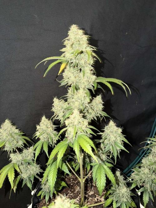 Fast4buds - Mephisto. Week 11 - Bear knuckle 