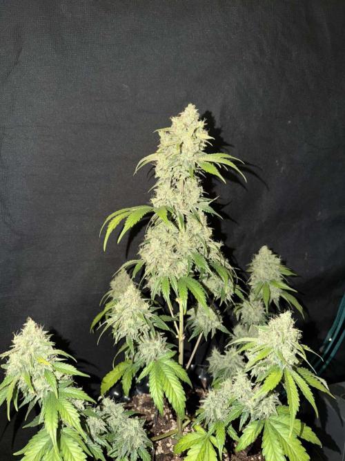 Fast4buds - Mephisto. Week 11 - Bear knuckle