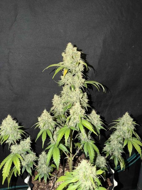 Fast4buds - Mephisto. Week 11 - Bear knuckle