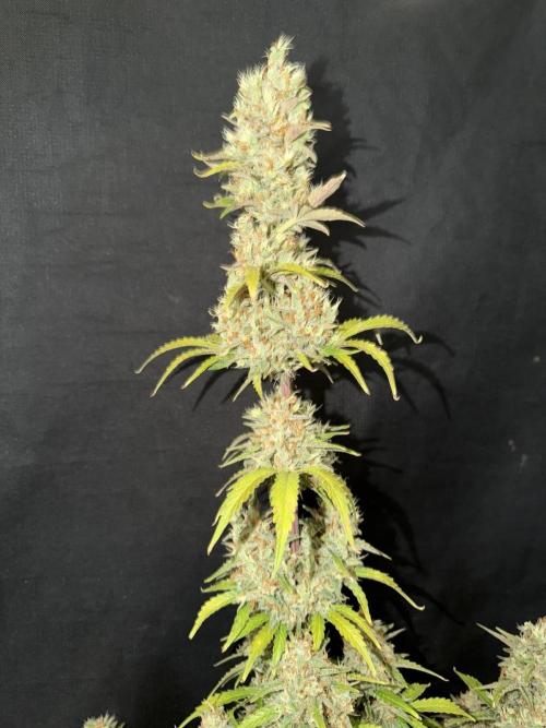 Fast4buds - Mephisto. Week 11 - Sour jelousy