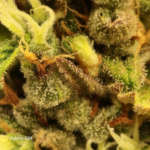 Fast4buds - Mephisto. Week 11