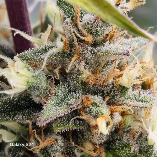 Fast4buds - Mephisto. Week 11