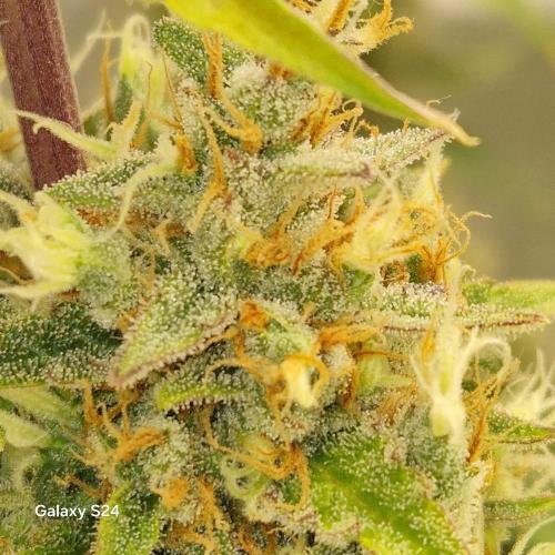 Fast4buds - Mephisto. Week 11