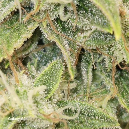 Fast4buds - Mephisto. Week 11