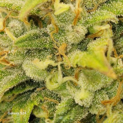 Fast4buds - Mephisto. Week 11