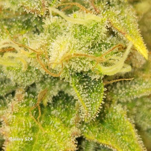 Fast4buds - Mephisto. Week 11