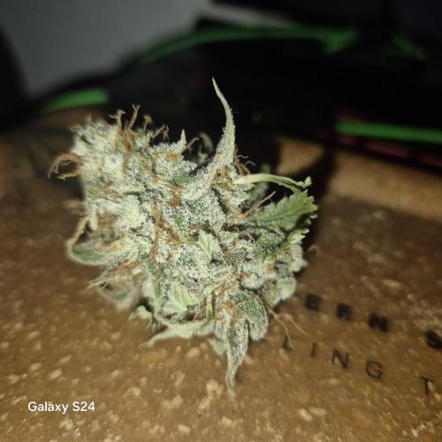 Fast4buds - Mephisto. Week 11 - Mango Smile i didnt have trimed yet .