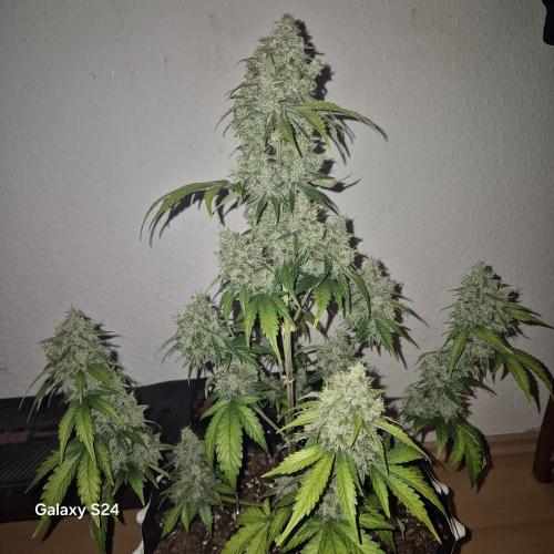 Fast4buds - Mephisto. Week 12