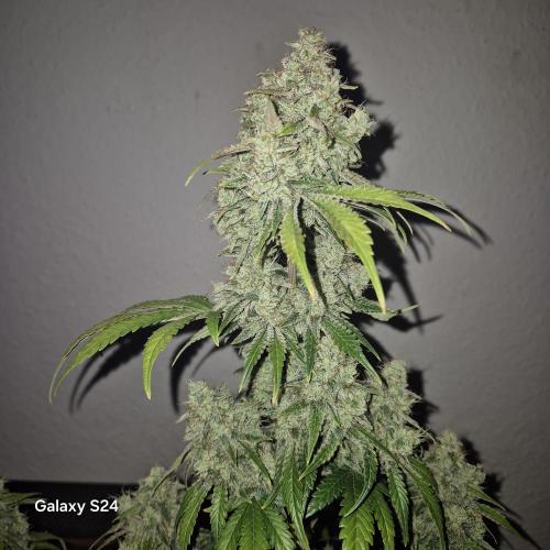 Fast4buds - Mephisto. Week 12