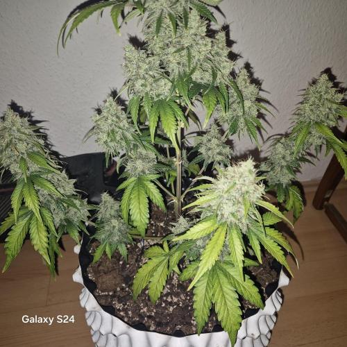 Fast4buds - Mephisto. Week 12