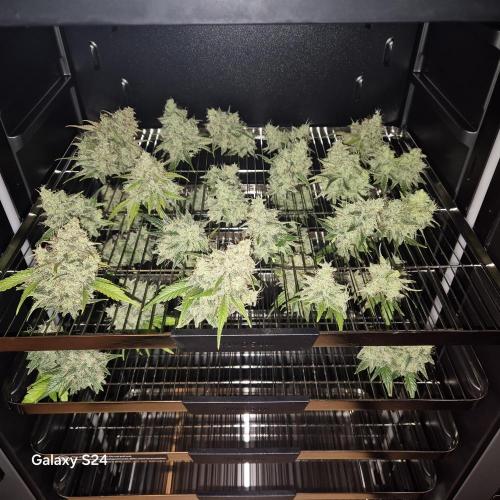 Fast4buds - Mephisto. Week 12