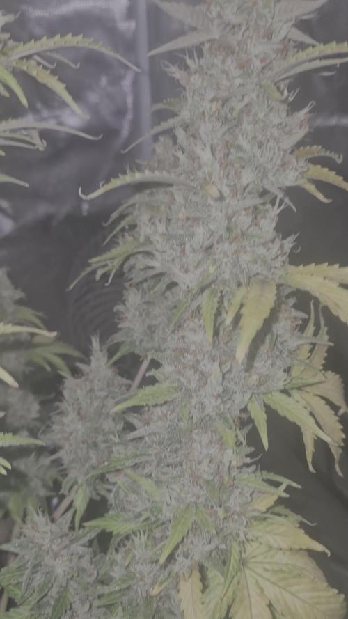 Fast4buds - Mephisto