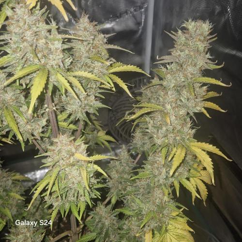 Fast4buds - Mephisto. Week 12