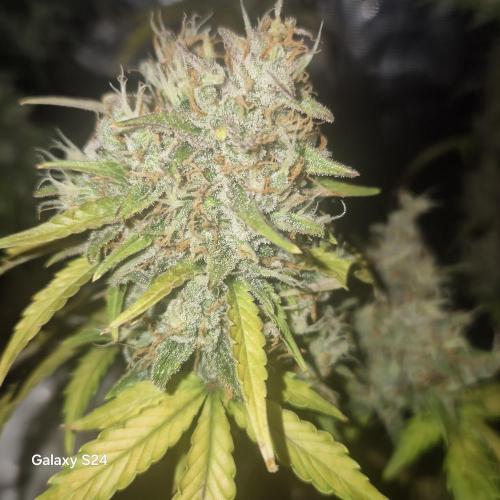 Fast4buds - Mephisto. Week 12