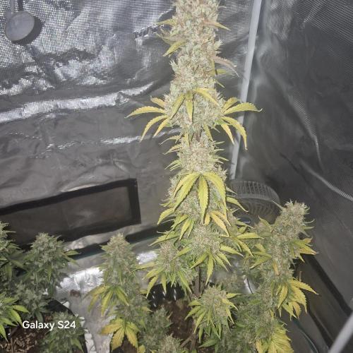 Fast4buds - Mephisto. Week 12