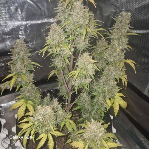 Fast4buds - Mephisto. Week 12