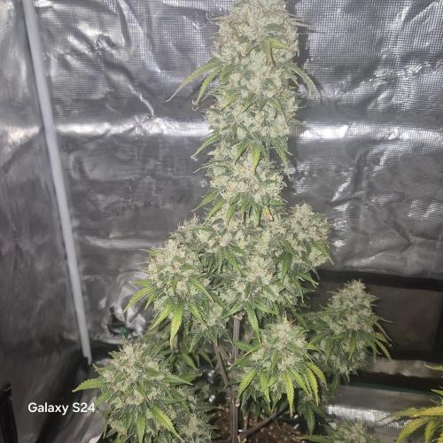 Fast4buds - Mephisto. Week 12