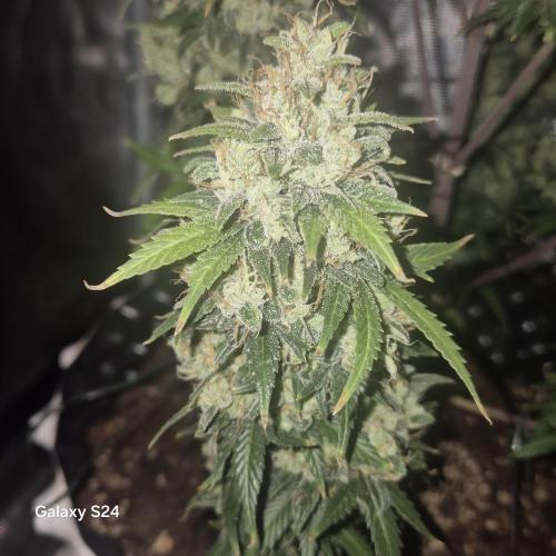 Fast4buds - Mephisto. Week 12