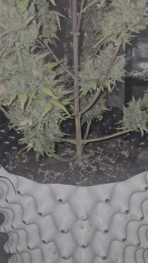 Fast4buds - Mephisto