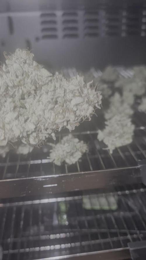 Fast4buds - Mephisto