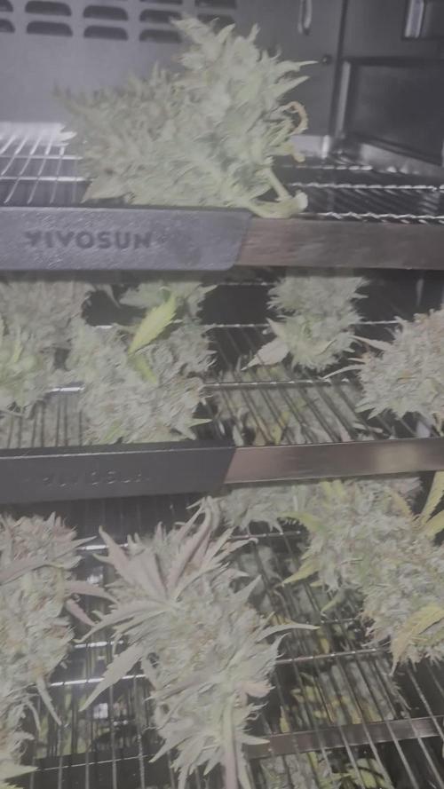 Fast4buds - Mephisto