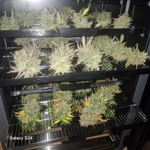 Fast4buds - Mephisto. Week 14