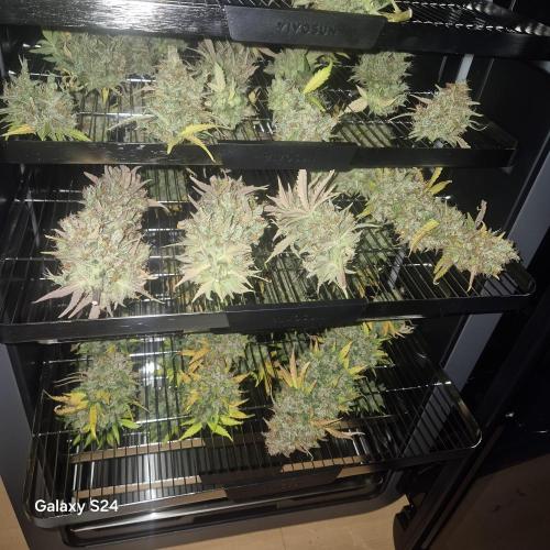 Fast4buds - Mephisto. Week 14