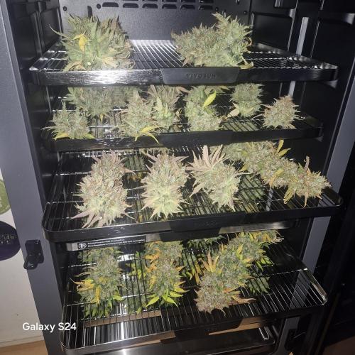 Fast4buds - Mephisto. Week 14