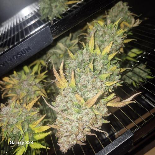 Fast4buds - Mephisto. Week 14