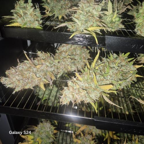 Fast4buds - Mephisto. Week 14